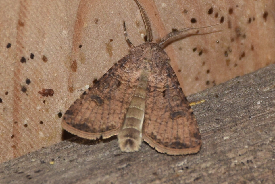 Agrotis segetum - vetési földibagoly