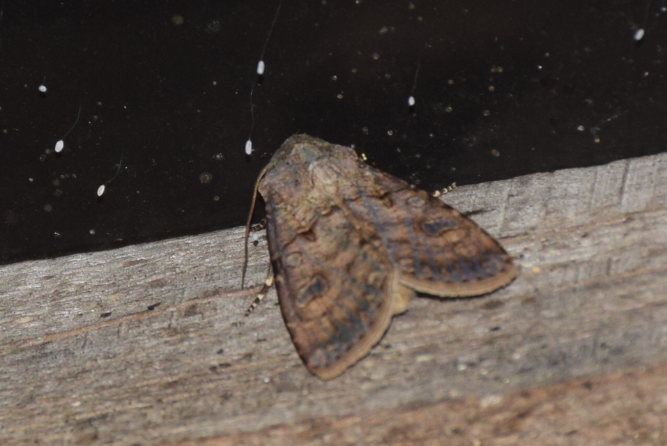 Agrotis segetum - vetési földibagoly