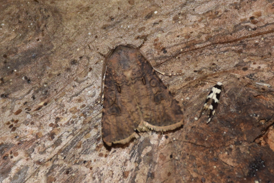 Agrotis segetum - vetési földibagoly