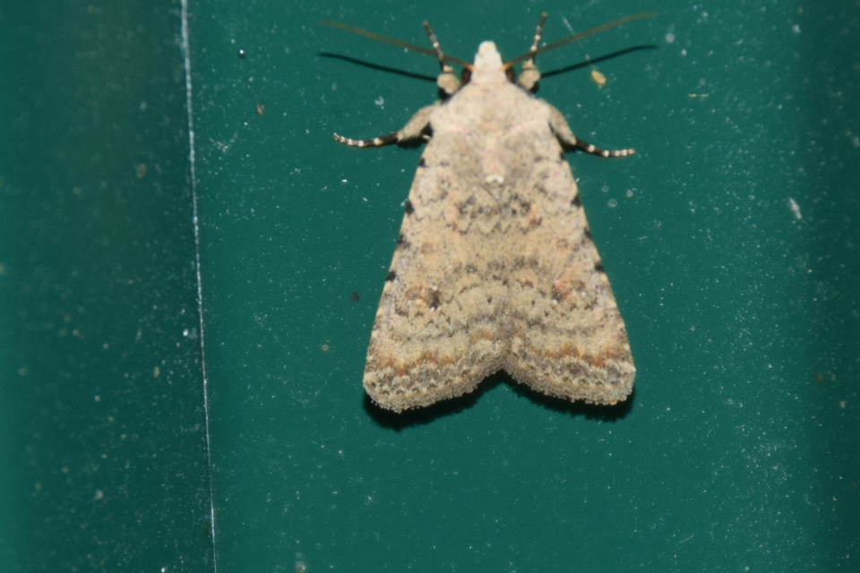 Paradrina clavipalpis - közönséges selymesbagoly