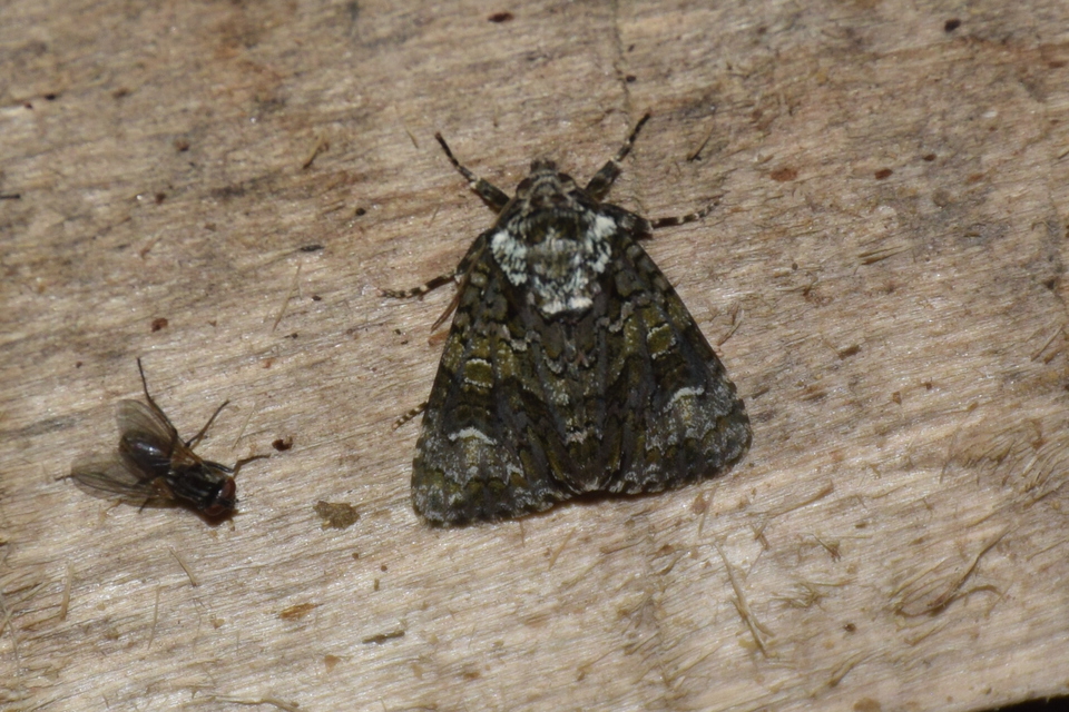 Craniophora ligustri - fagyalbagoly