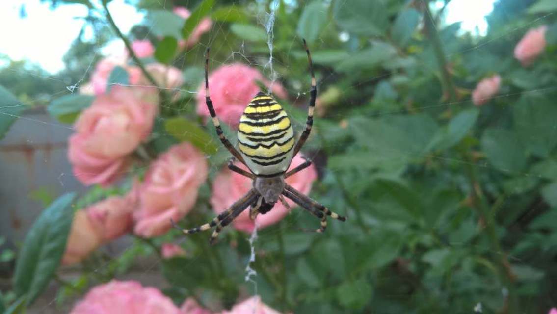 Argiope bruennichi - darázspók
