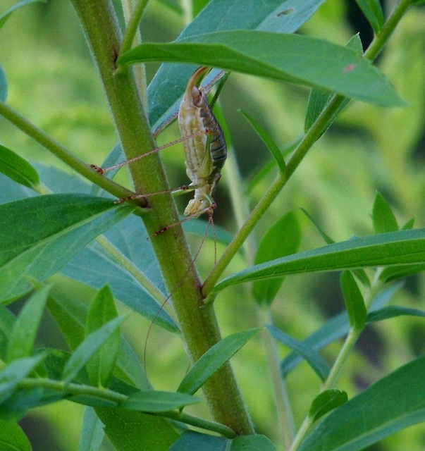 Leptophyes albovittata - közönséges virágszöcske