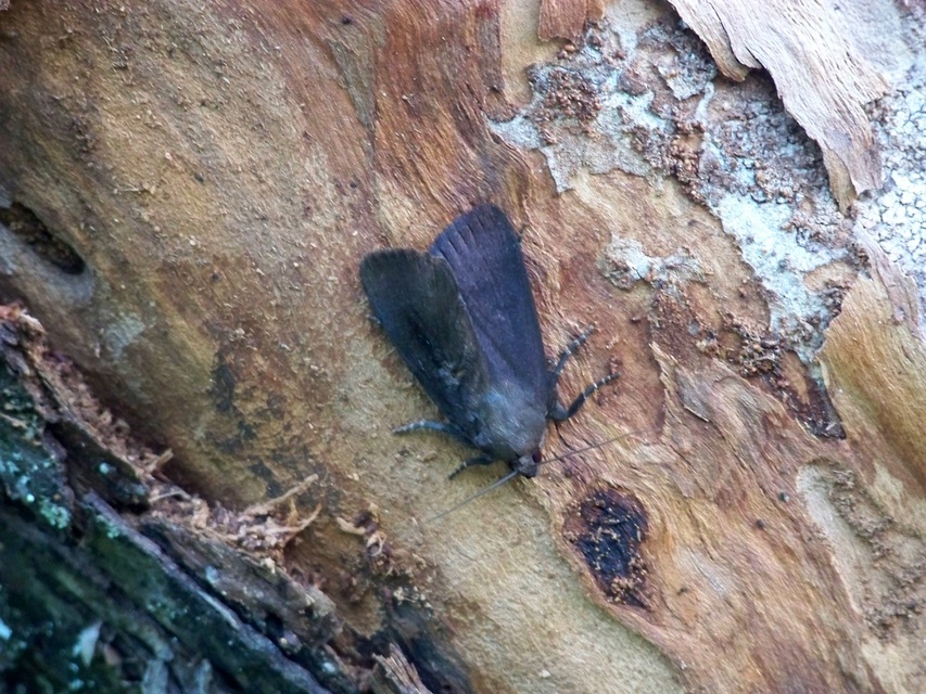 Amphipyra livida - zsírfényű bagoly