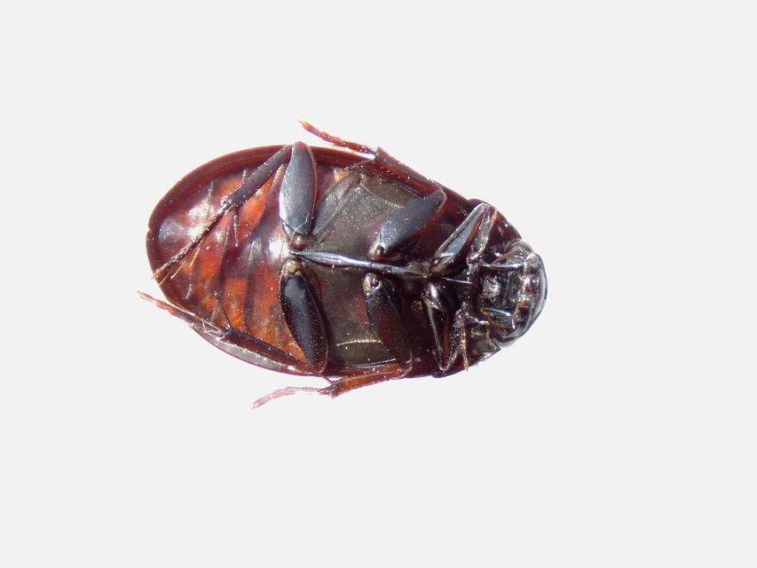 Hydrochara caraboides - kis csibor