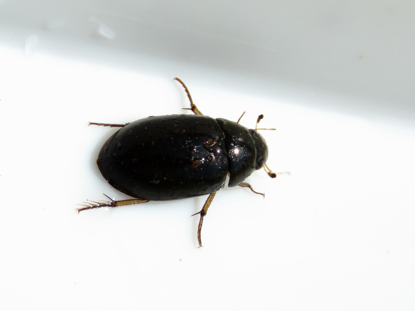 Hydrochara flavipes - sárgalábú csibor