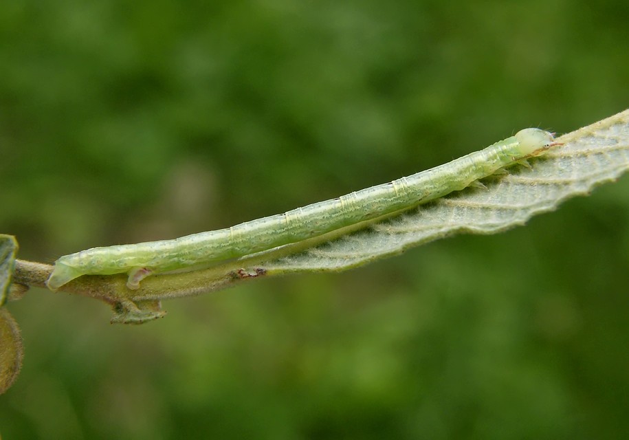 Cabera exanthemata - pettyes égeraraszoló