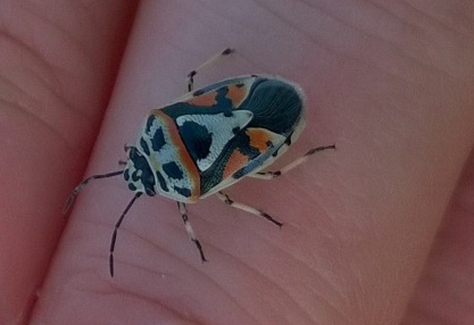 Eurydema Eurydema