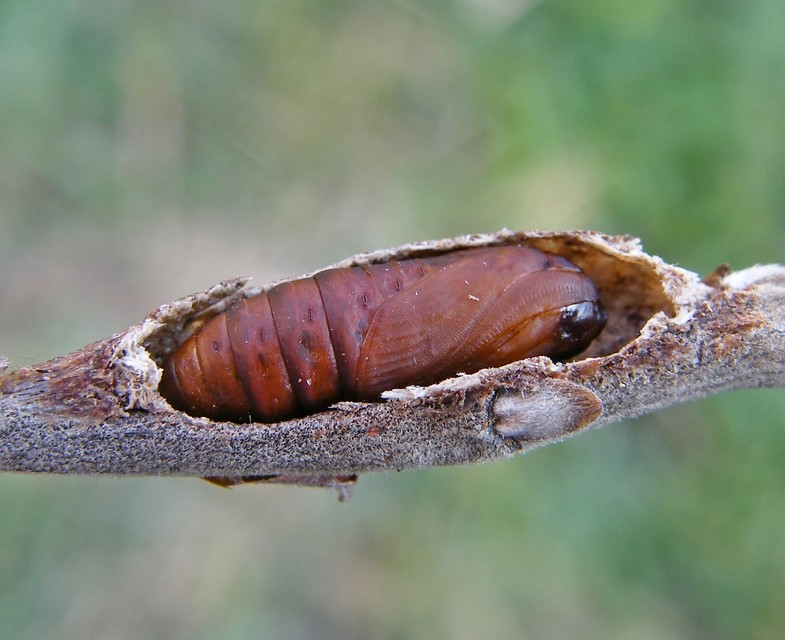Furcula furcula - szürke púposszövő