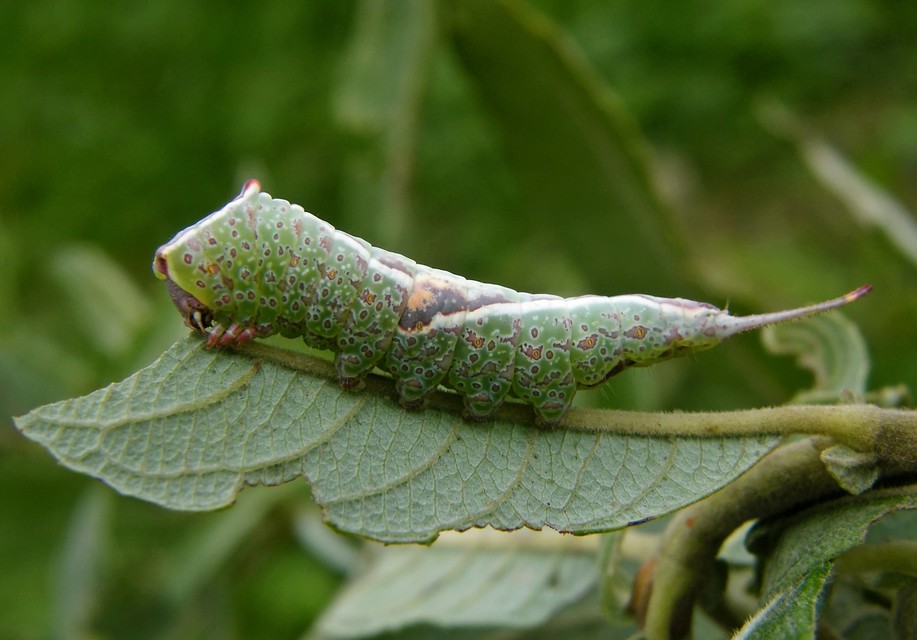 Furcula furcula - szürke púposszövő