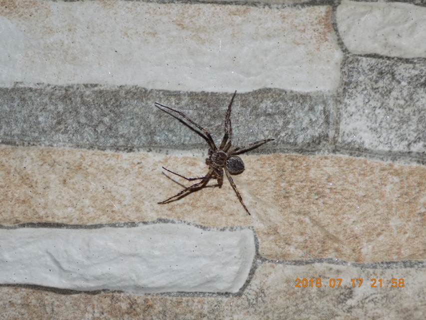 Larinioides ixobolus - ereszalji keresztespók