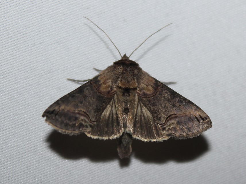 Abrostola triplasia - közönséges csalánbagoly