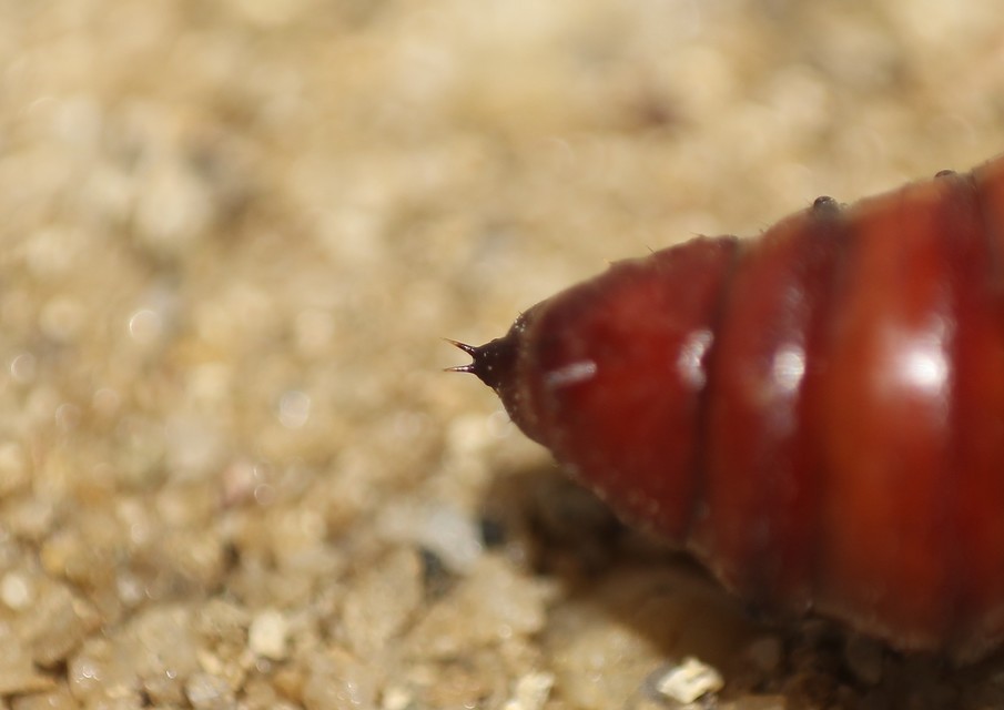 Agrotis exclamationis - felkiáltójeles földibagoly