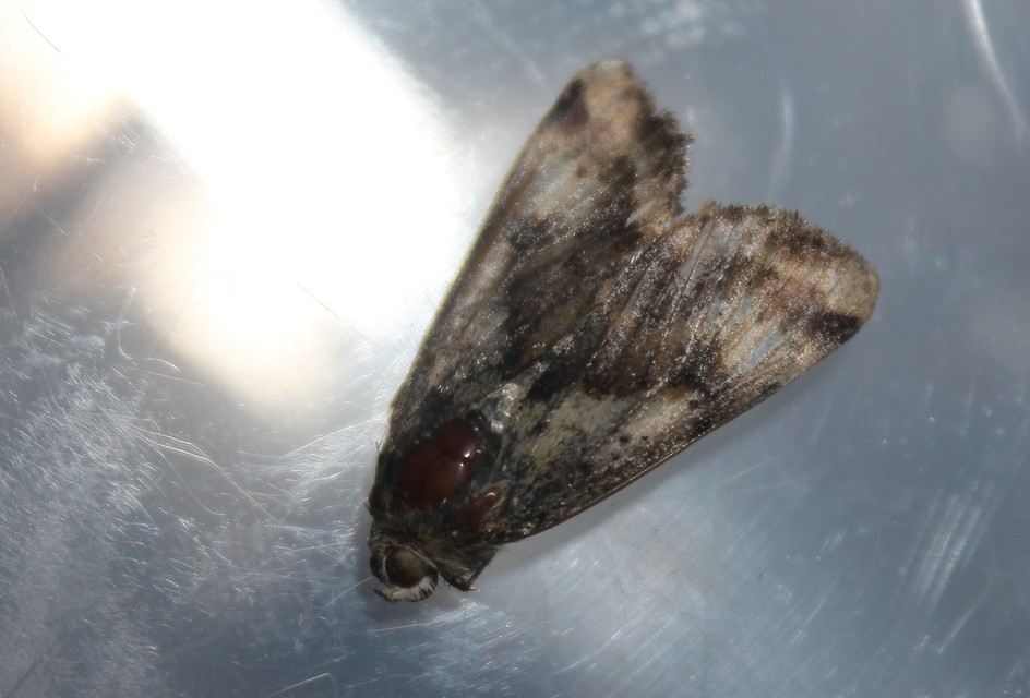Heliothis adaucta - somkóróbagoly