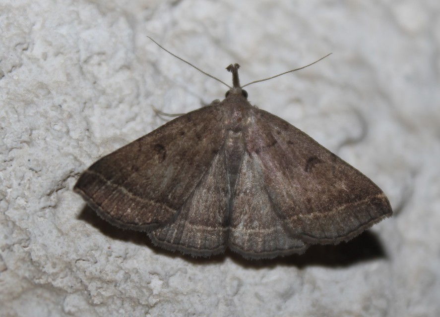 Pechipogo plumigeralis - tollascsápú karcsúbagoly