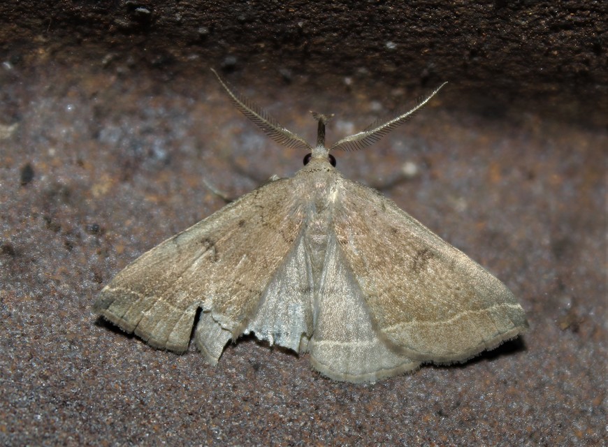 Pechipogo plumigeralis - tollascsápú karcsúbagoly