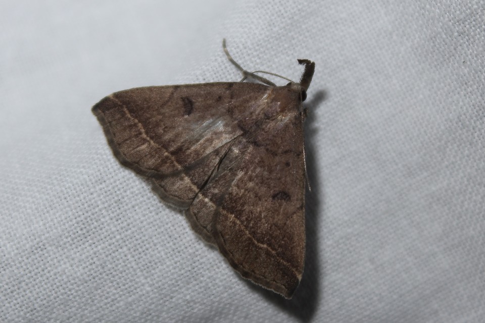 Pechipogo plumigeralis - tollascsápú karcsúbagoly