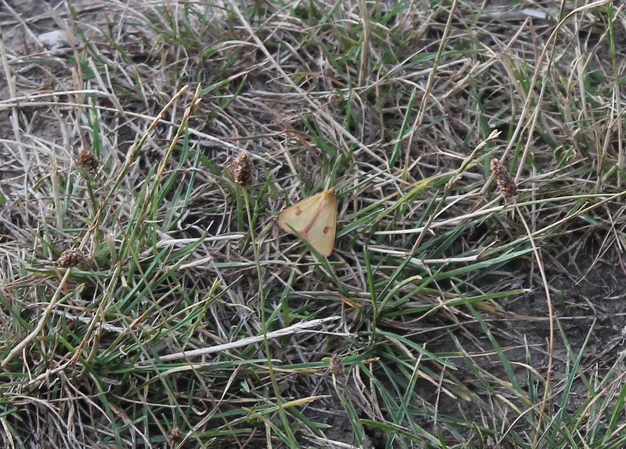 Diacrisia sannio - vörösszélű medvelepke