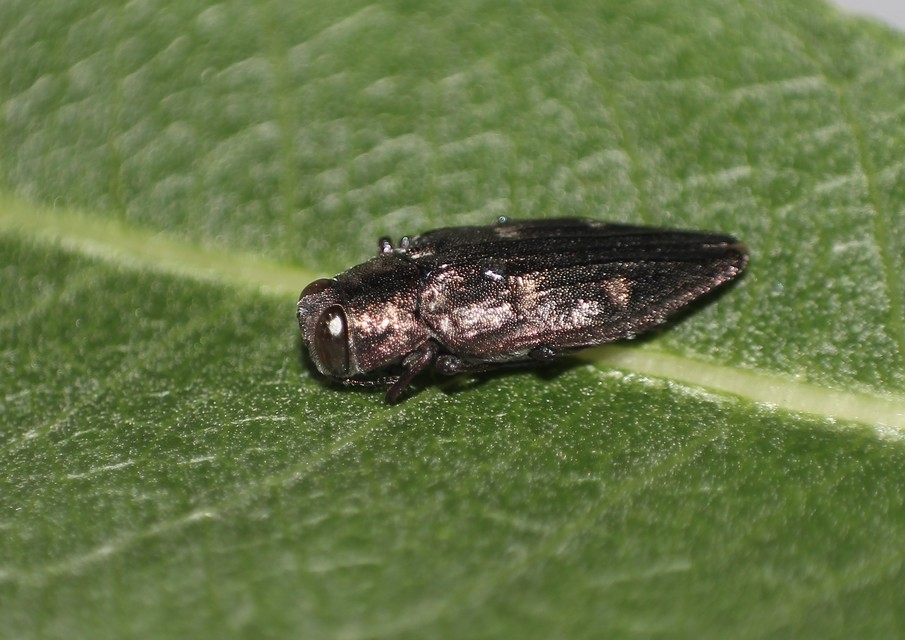 Chrysobothris igniventris - tüzeshasú díszbogár
