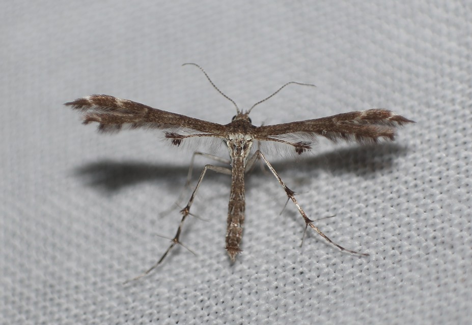 Pterophoridae - tollasmolyfélék