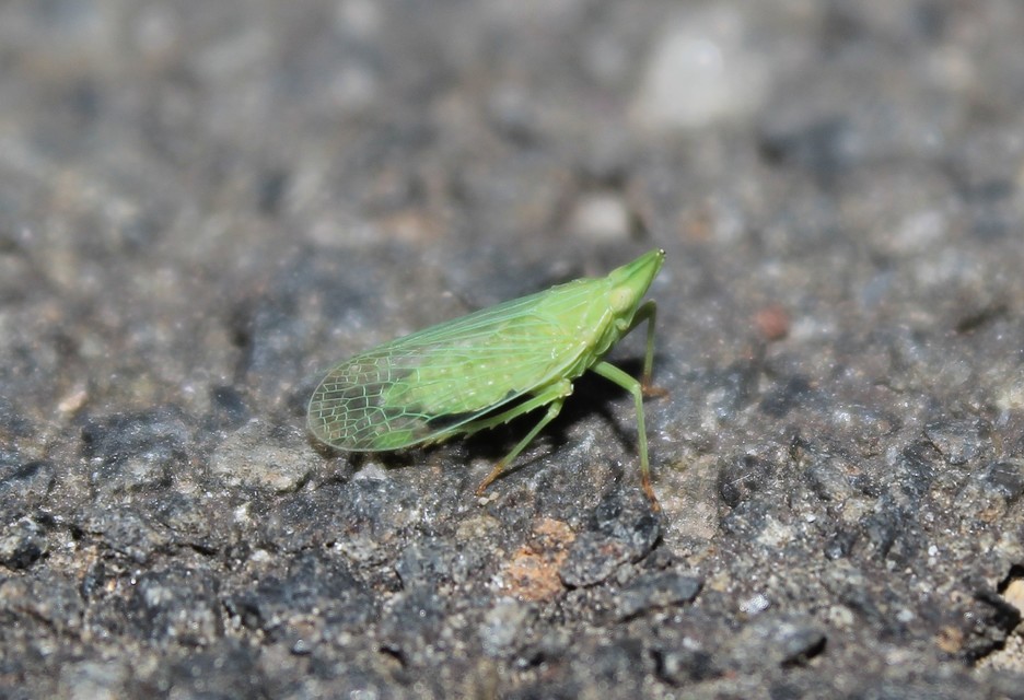 Dictyophara europaea