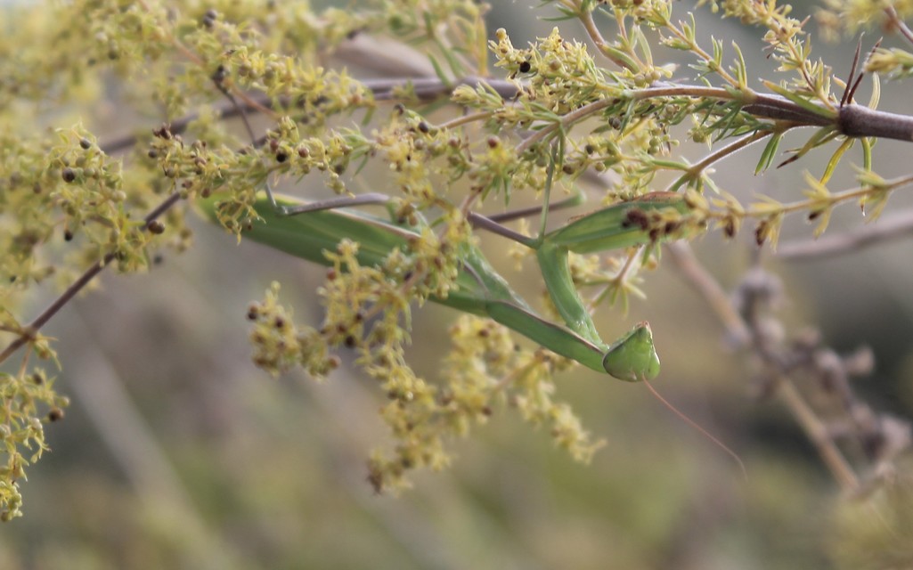 Mantis religiosa - imádkozósáska