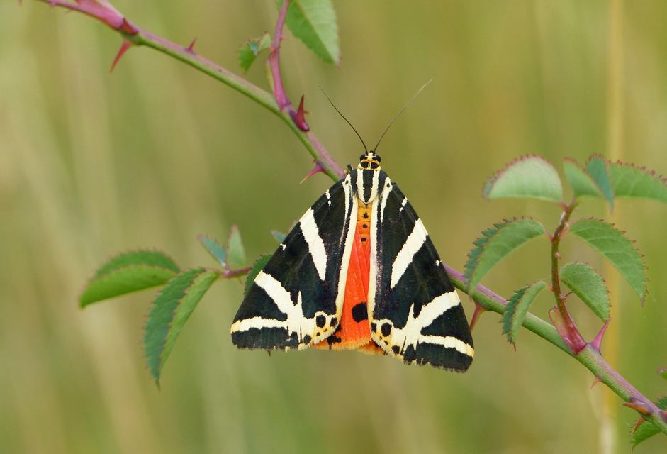 Euplagia quadripunctaria - csíkos medvelepke