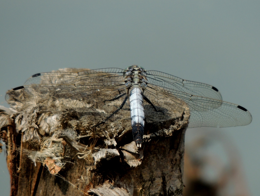 Orthetrum albistylum - fehérfarkú pásztorszitakötő