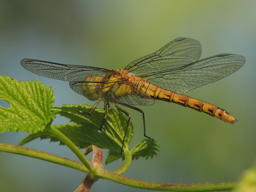 Sympetrum striolatum/vulgatum