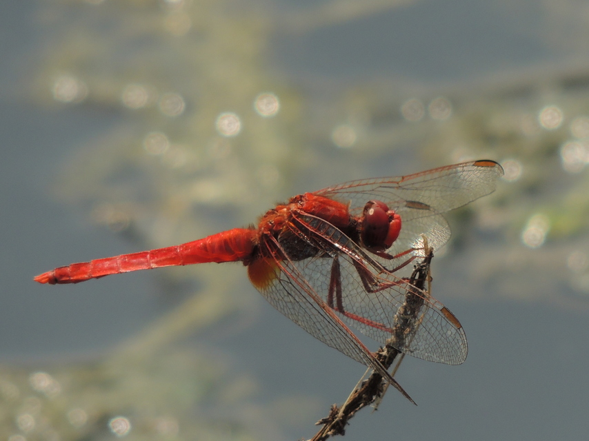 Crocothemis erythraea - skarlát szitakötő