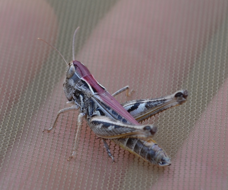 Stenobothrus nigromaculatus - sztyeppréti sáska