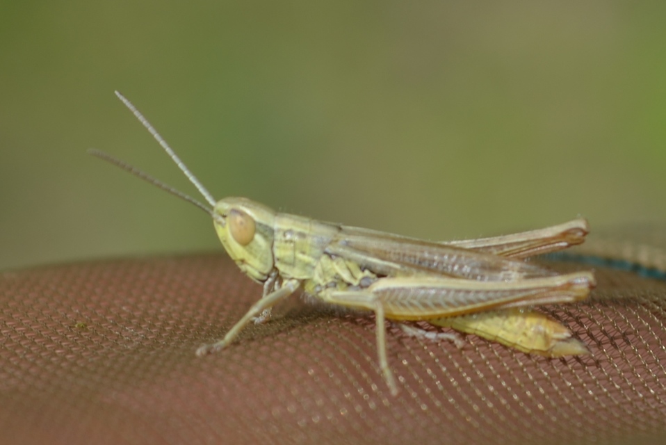 Euchorthippus declivus - rövidszárnyú rétisáska