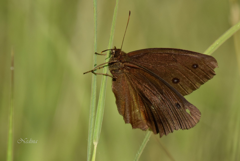 Minois dryas - fekete szemeslepke