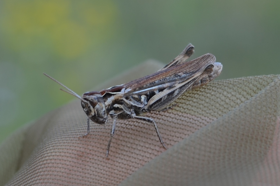 Chorthippus (Glyptobothrus) (subgenus)