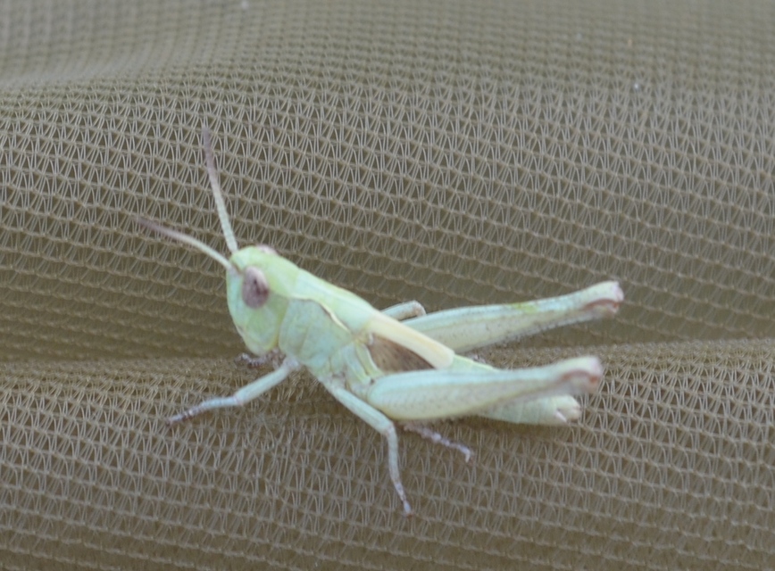 Chorthippus (Glyptobothrus) (subgenus)