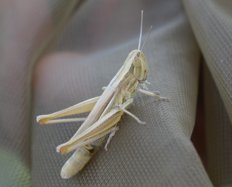 Euchorthippus declivus - rövidszárnyú rétisáska
