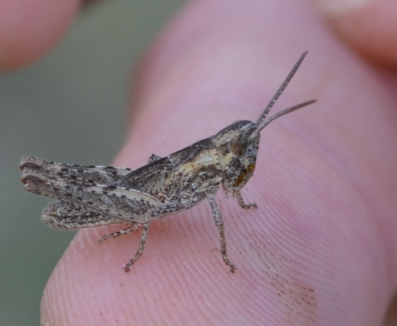Chorthippus (Glyptobothrus) (subgenus)