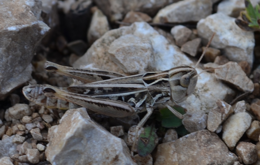 Stenobothrus nigromaculatus - sztyeppréti sáska