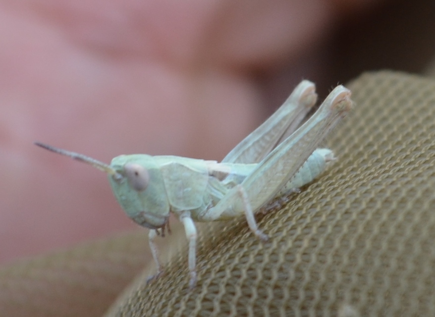 Chorthippus (Glyptobothrus) (subgenus)