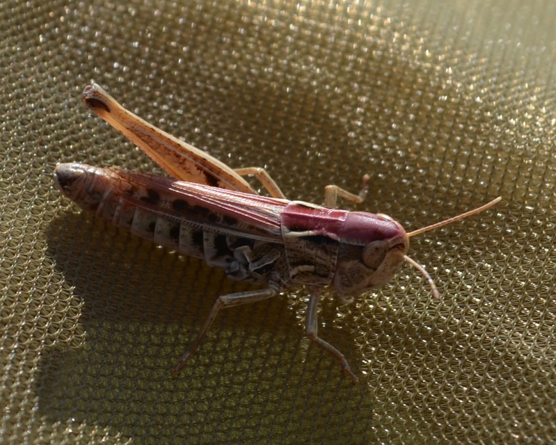 Stenobothrus nigromaculatus - sztyeppréti sáska