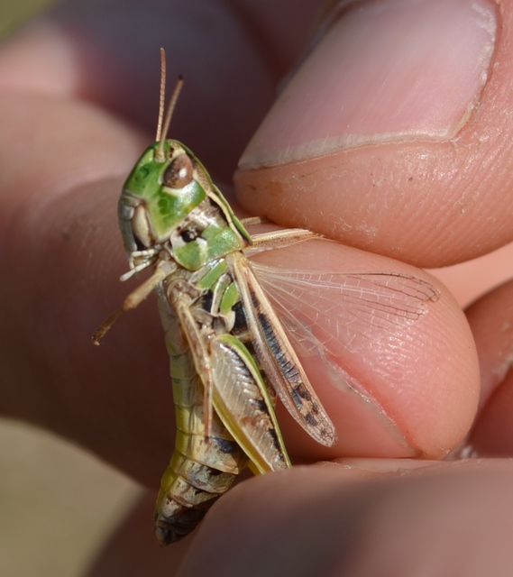 Stenobothrus nigromaculatus - sztyeppréti sáska