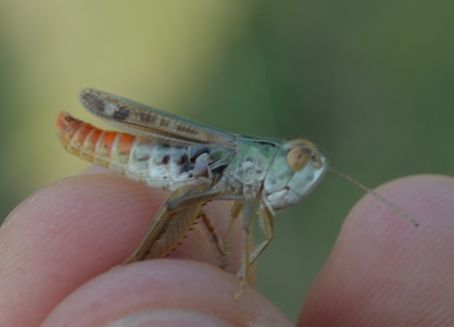 Stenobothrus nigromaculatus - sztyeppréti sáska