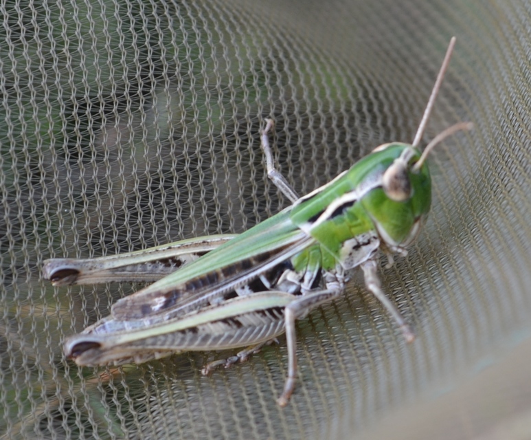 Stenobothrus nigromaculatus - sztyeppréti sáska