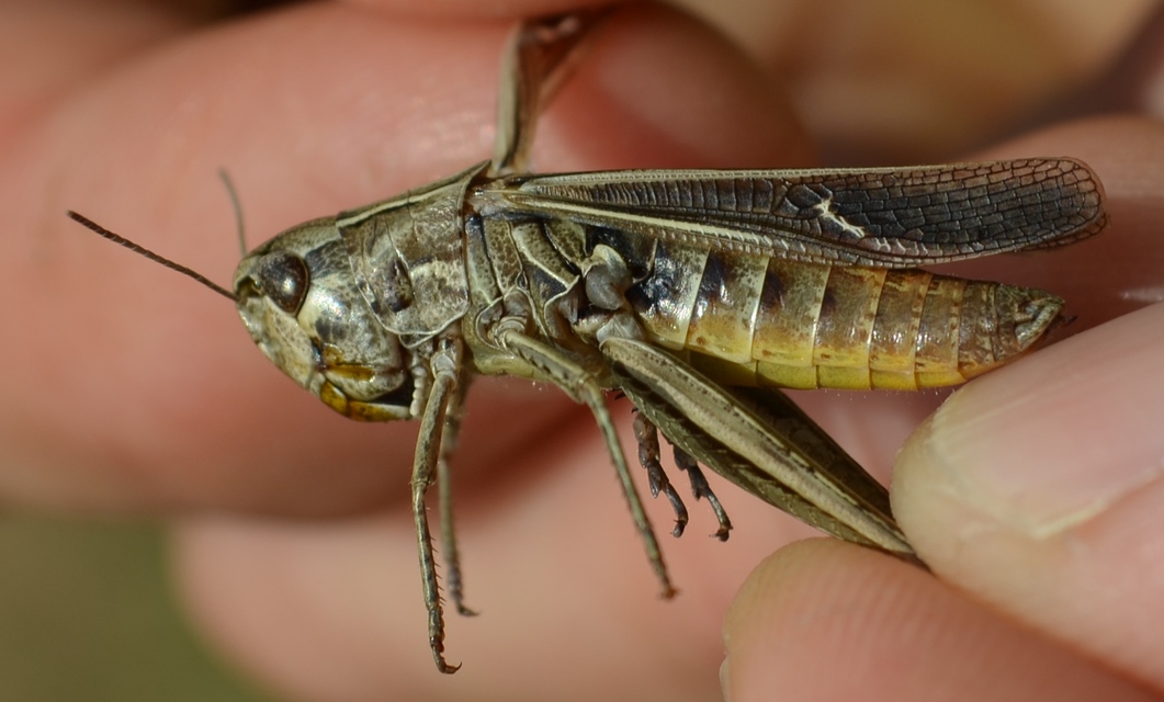 Stenobothrus lineatus - jajgató rétisáska
