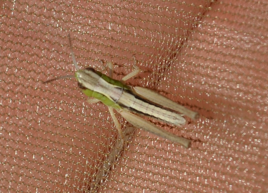 Pseudochorthippus parallelus - közönséges rétisáska