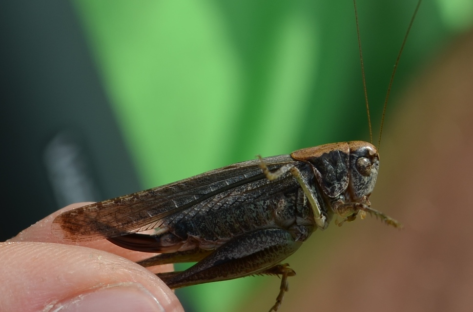 Platycleis grisea - szürke rétiszöcske
