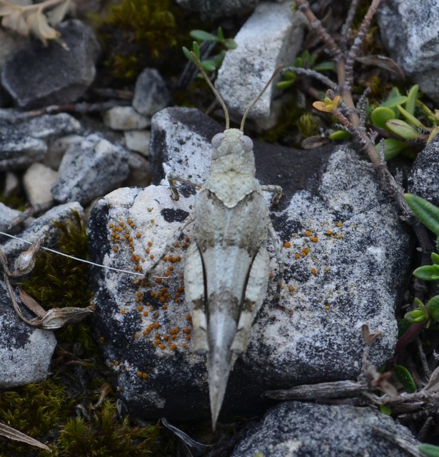 Oedipoda caerulescens - kékszárnyú sáska