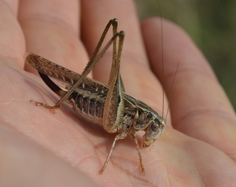 Platycleis affinis - púposhasú rétiszöcske