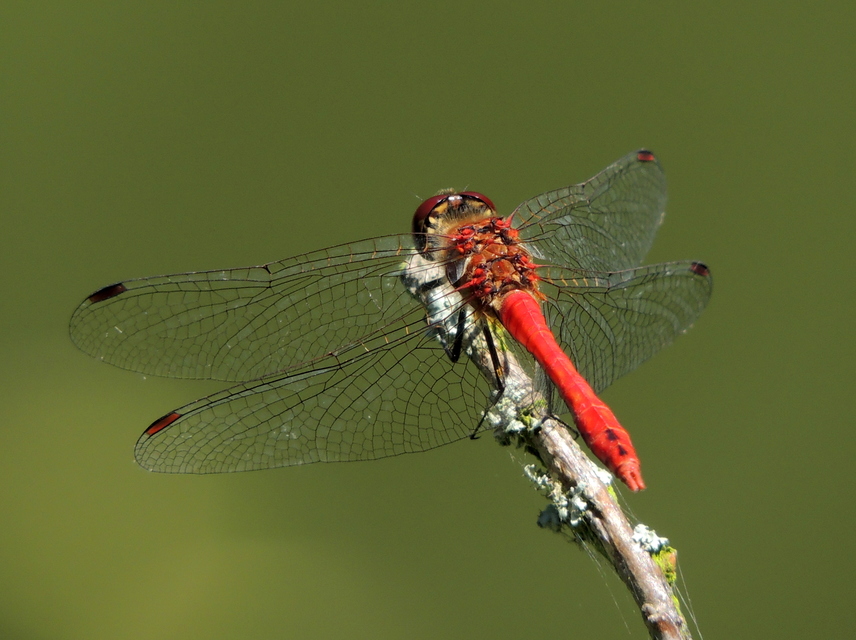 Sympetrum sanguineum - vörös katona-szitakötő