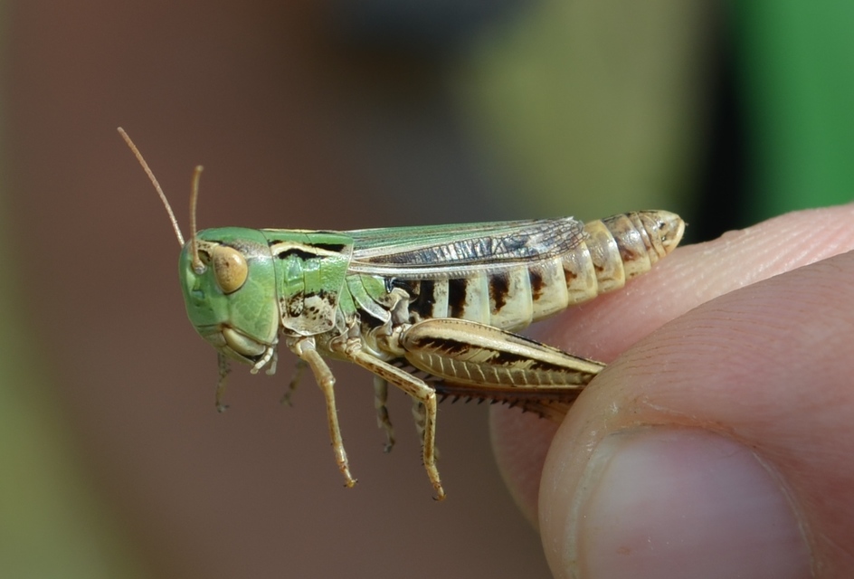 Stenobothrus nigromaculatus - sztyeppréti sáska